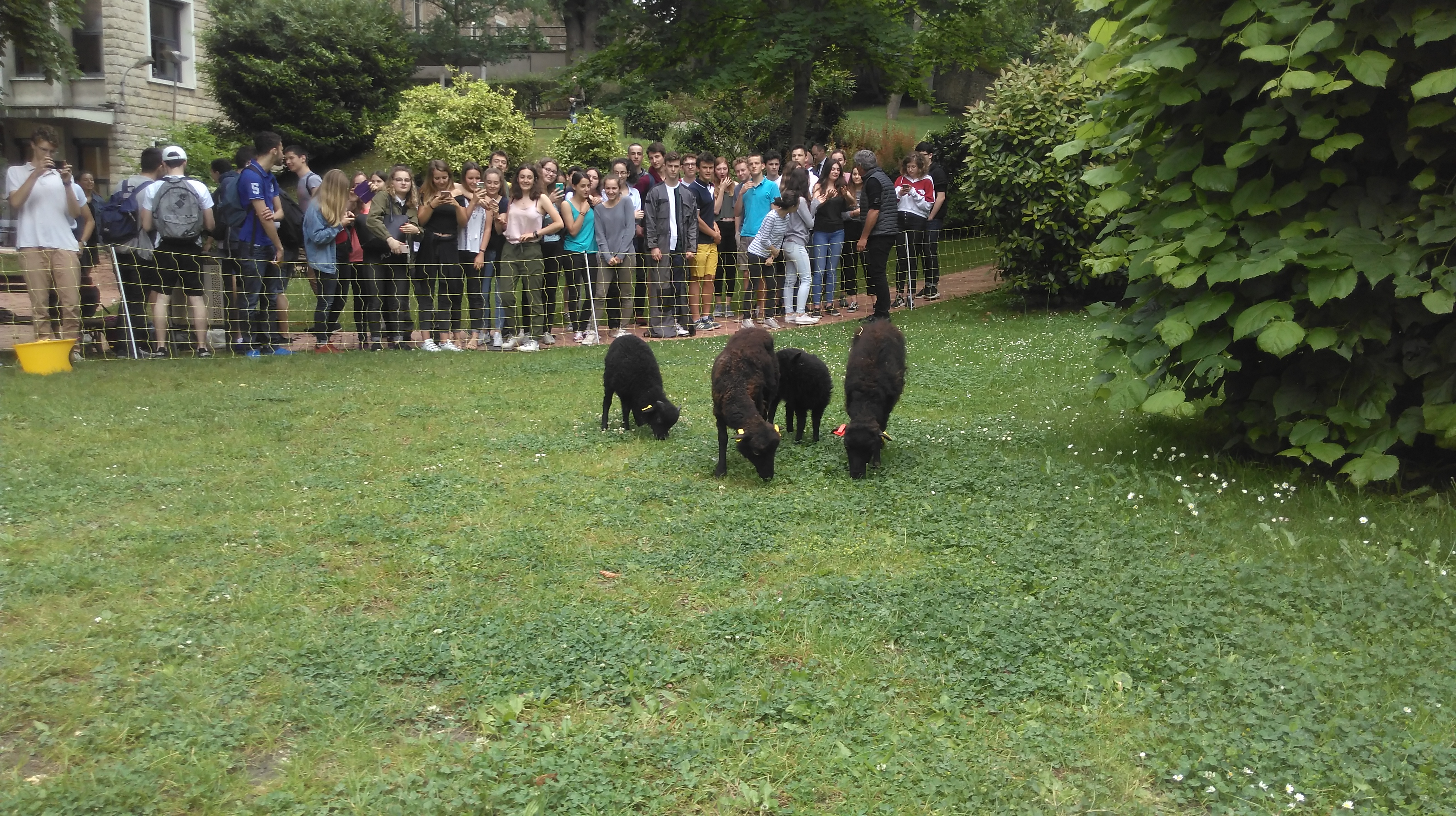 Introduction des moutons de Ouessant à Notre-Dame du Grandchamp - printemps 2018