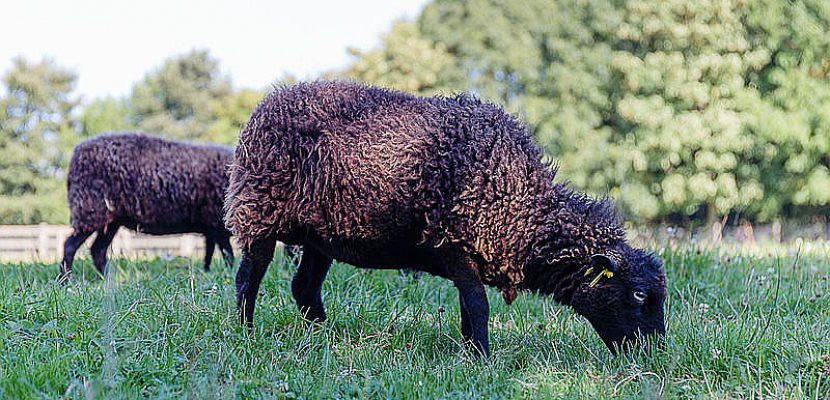 Les moutons d'Ouessant que l'établissement accueille chaque été