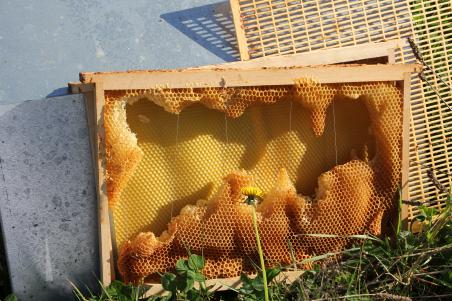 apiculture versailles