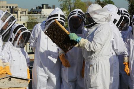 apiculture versailles