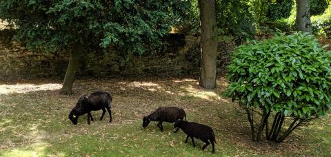 Les moutons d’Ouessant dans le parc de Notre-Dame du Grandchamp, juillet 2019